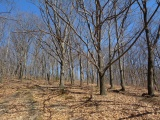 Sleeping Forest