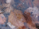 Frozen Leaves