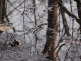 Reflection of a Frozen Tree