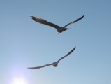 Sailing Seagulls