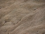 Waves of February Grasses