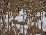 Winter Cattails