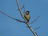 Sparrow Observation