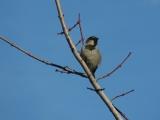 Sparrow Observation