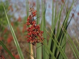 Berries and Palmettos