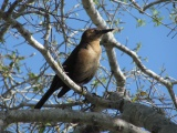 Brown Bird in the Branches