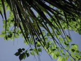 Fronds Below, Leaves Above