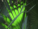 Emerald Fronds