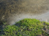 Myakka River Shoreline