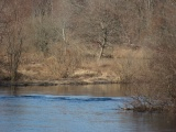 Neponset River in March