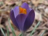 Purple Crocus