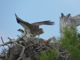 Osprey Nest