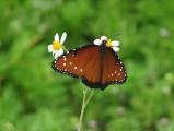 Butterfly on Daisies