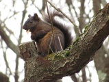 Multicolored Squirrel