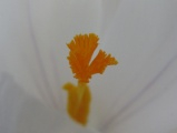 Center of the Crocus