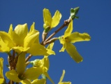 Forsythia Awakening