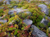 Causeway Boulders