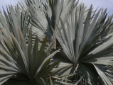 Cluster of Fronds