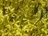 Wall of Forsythia