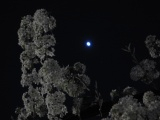 Spring Blossoms, Evening Star