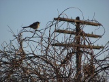 Mockingbird on Vines