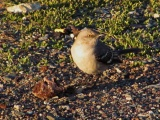 Mockingbird on Gravel