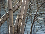 Birch Trees, Water Ripples