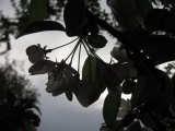 Blossom Silhouettes