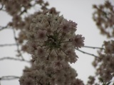 Below the Blossoms