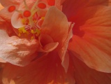 Orange Petals