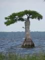 Aquatic Tree