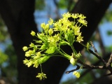 Early Tree Flowers