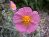 Hypnotic Pink Flower
