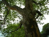 Mottled Tree