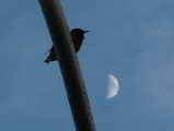 Starling and the Moon