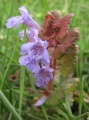 Tiny Purple Flowers