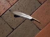 Quill on Brick