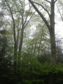 Trees in a Misty Forest