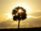 Sunlit Palm