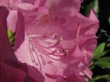 Detail of a Pink Flower