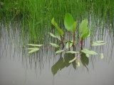 Aquatic Greenery