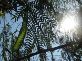 Translucent Seedpod