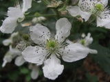 Cluster of Anthers