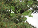 Conifer