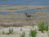 Sand Walk