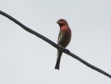 Red Crossbill