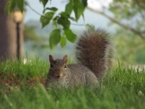 Collegiate Squirrel