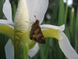 Moth on an Iris