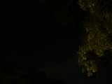 Big Dipper through Trees