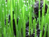 Waterdrops atop Grasses